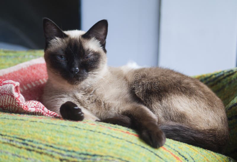 Schwarze Graue Katze Mit Den Halb Geschlossenen Augen, Die Auf Einer
