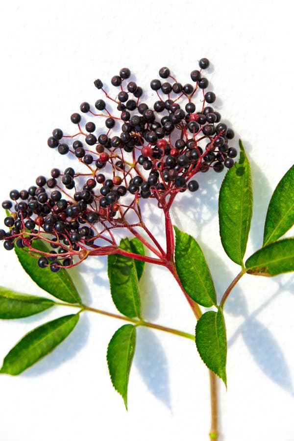 Black Elderberry on a white. Black Elderberry on a white