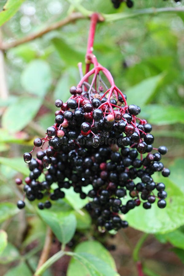 Ripe black elderberry on a tree. Ripe black elderberry on a tree