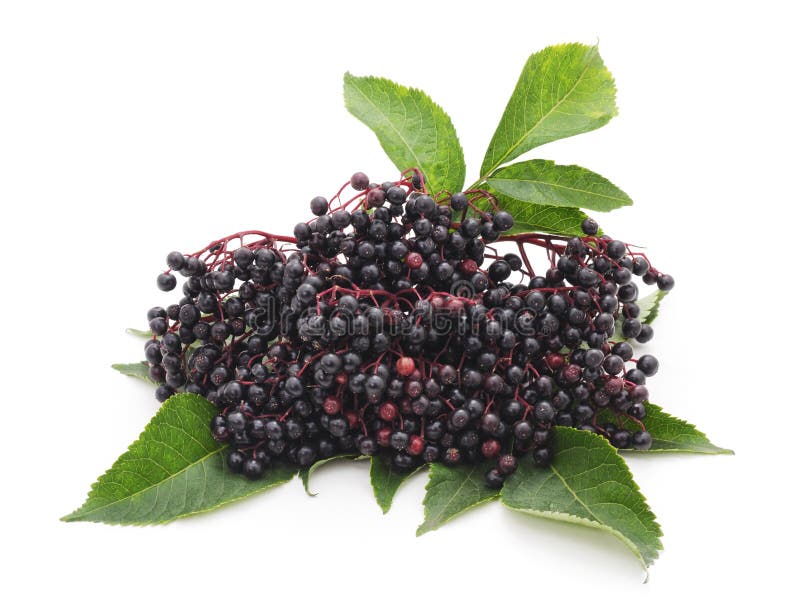 Black elderberry fruit on a white background. Black elderberry fruit on a white background.