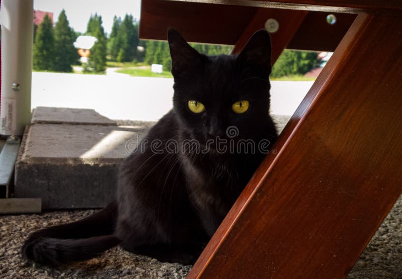 Schwarze Katze im Garten unter der Tabelle slowakei stockfotografie Schwarze Katze im Garten unter der Tabelle slowakei stockfotografie