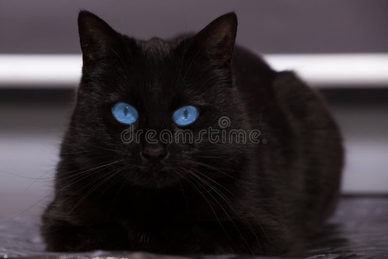Schwarze Katze Mit Blauen Augen Welche Katzenrassen Gibt Es