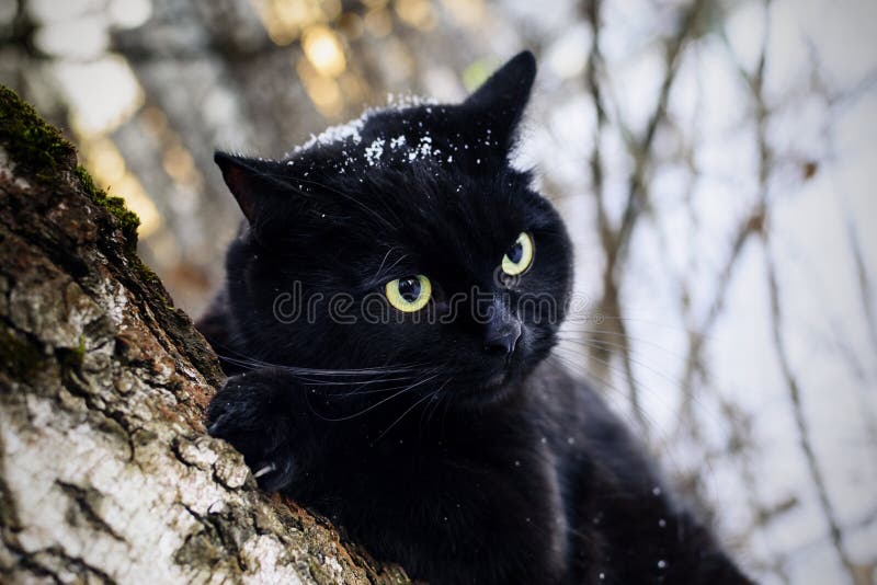 Bild Schwarze Katze Im Schnee