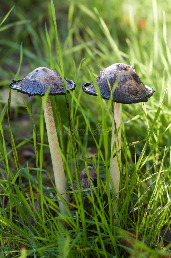 Schwarze Koprinus-Pilze auf einer Wiese stockbild Schwarze Koprinus-Pilze auf einer Wiese stockbild