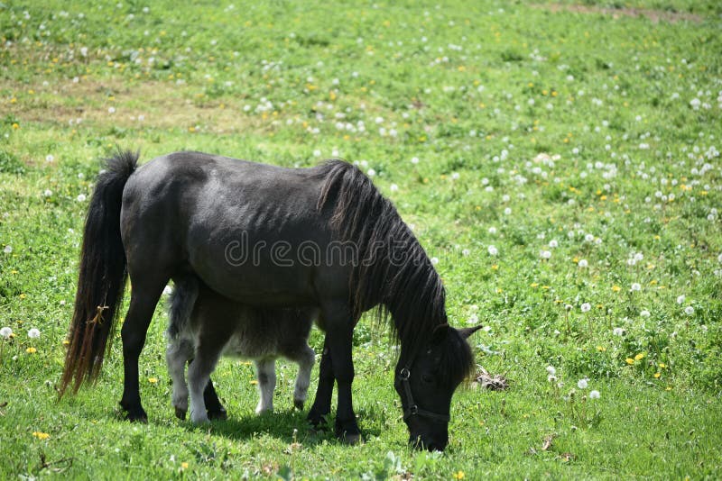 Schwarze Miniaturpferdestute und -colt auf einem großen Gebiet stockfotos Schwarze Miniaturpferdestute und -colt auf einem großen Gebiet stockfotos