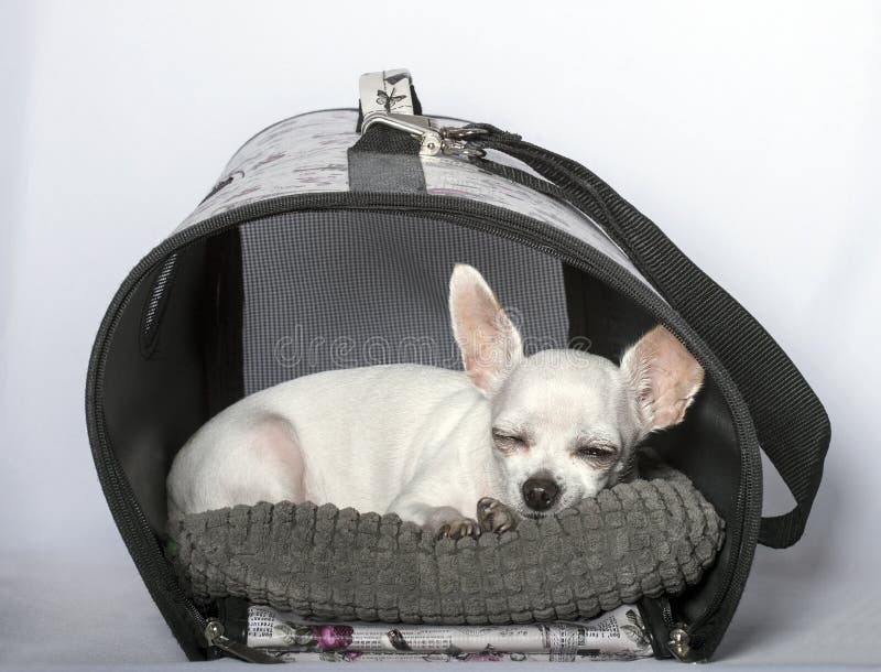 Schwarze Nase und große Ohrchihuahua lizenzfreies stockfoto Schwarze Nase und große Ohrchihuahua lizenzfreies stockfoto