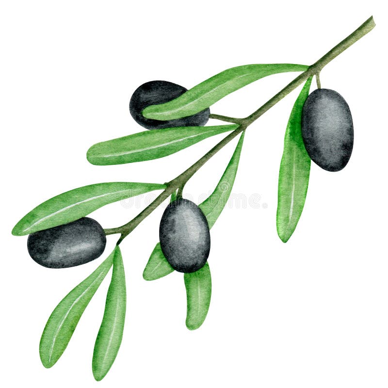 Schwarze Oliven in Aquarellform. botanische Abbildung. Einzelelement. italienische Küche. Mediterrane Kunst lizenzfreie abbildung