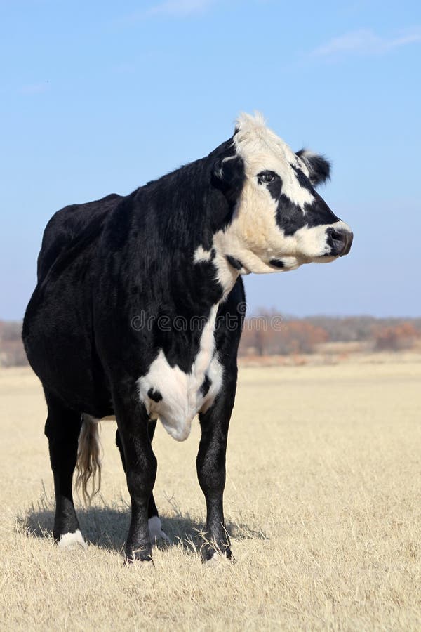 Schwarze Rindfleisch-Kuh lizenzfreies stockbild Schwarze Rindfleisch-Kuh lizenzfreies stockbild