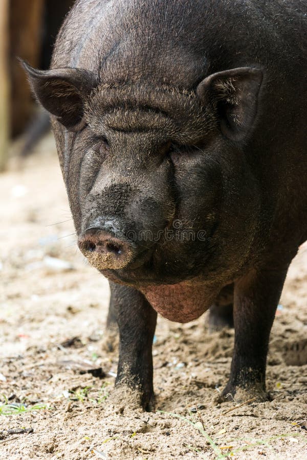 Schwarze Schweinnahaufnahme stockfotos Schwarze Schweinnahaufnahme stockfotos