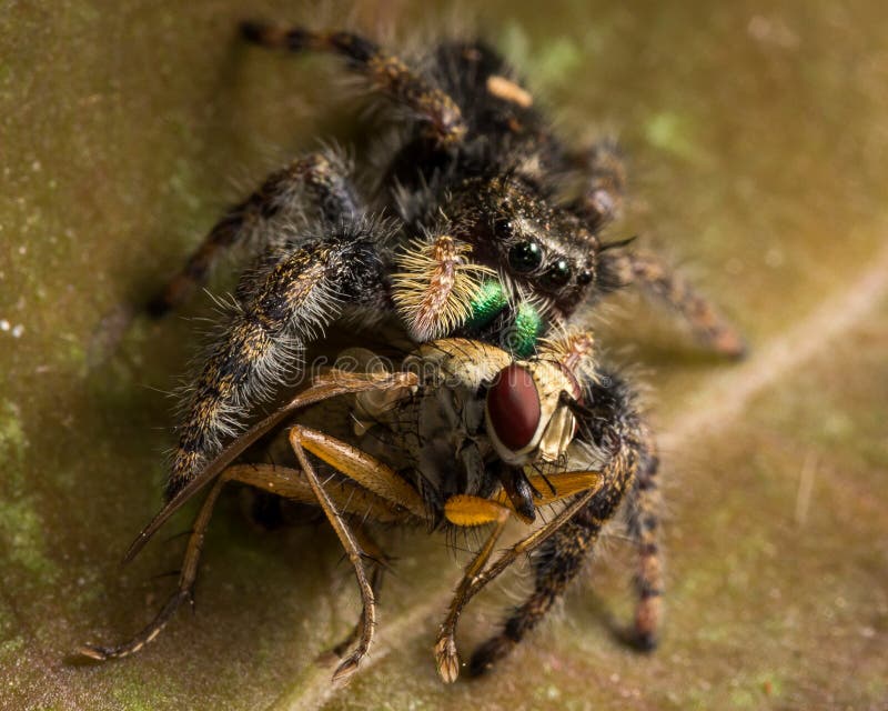 Schwarze springende Spinne isst Fliege mit roten Augen lizenzfreies stockbild Schwarze springende Spinne isst Fliege mit roten Augen lizenzfreies stockbild