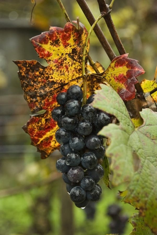 48+ Traube Garten, Auch in kühleren gegenden kann man beachtliche.