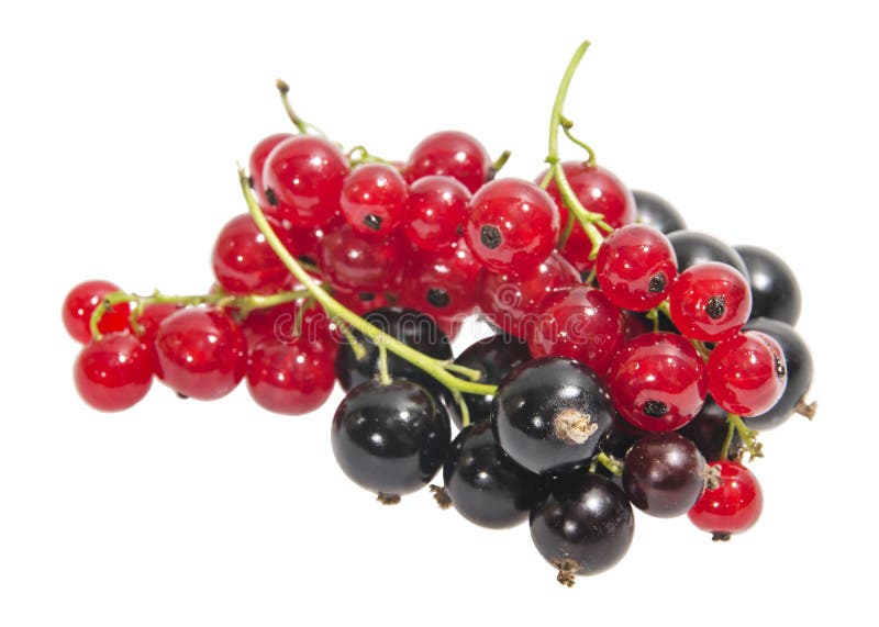 Schwarze Und Rote Johannisbeeren Stockfoto Bild von korinthe