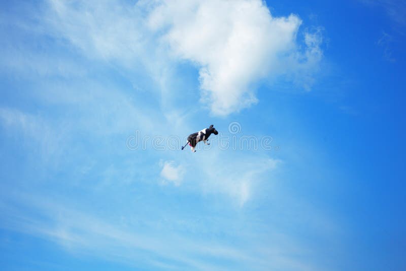 Schwarze Weiße Kuh Im Himmel Stockbild - Bild von luft, liebhaberei:  100000999