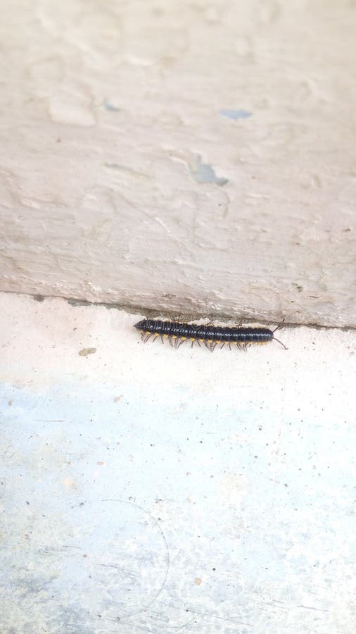 Urlaub schwarze nach in würmer toilette Kleine schwarze