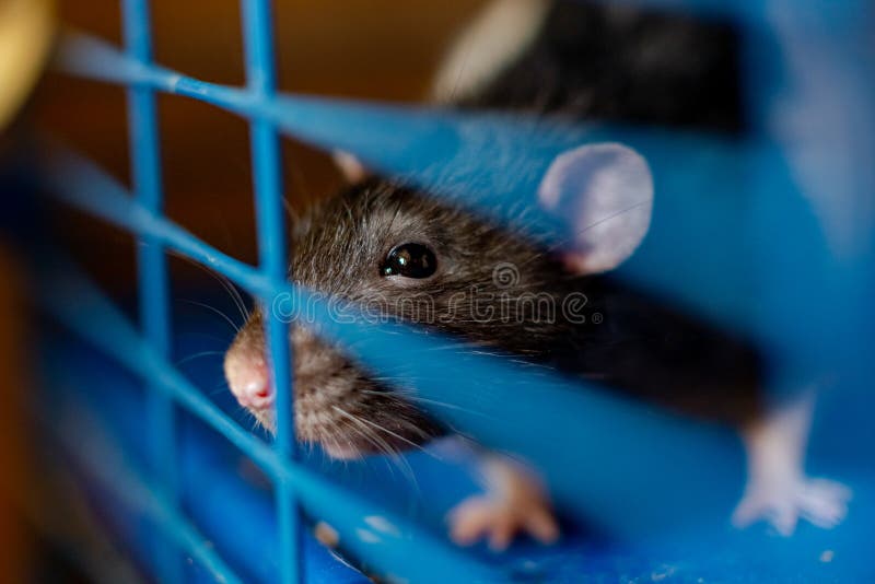 Schwarze zähe Ratte in einem Käfig. Zuchttiere.