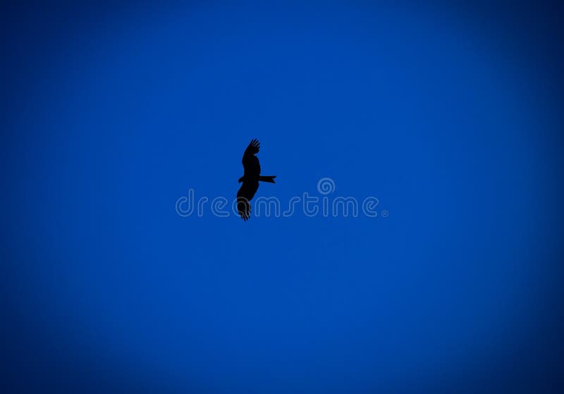 Schwarzer Adler Fliegt Am Blauen Himmel Vogel Fliegen Am Himmel Stockbild Bild Von Blau Vogel 166815479