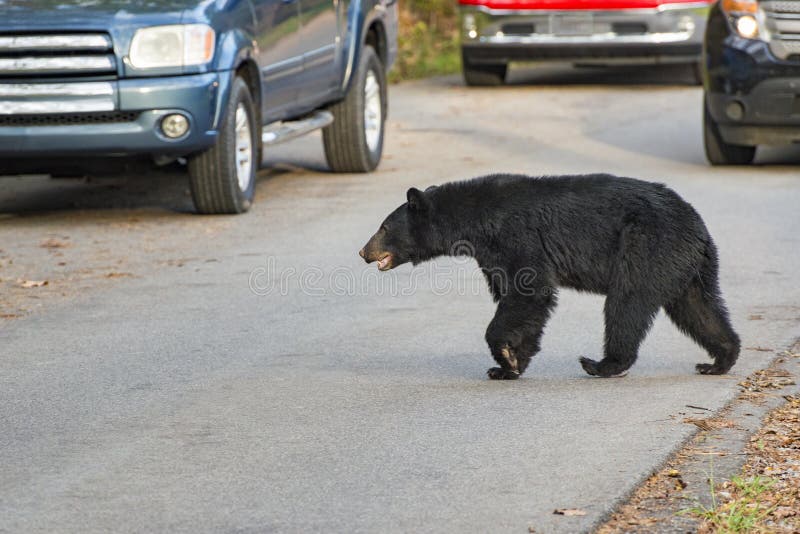 Schwarzer Bär, der die Straße in Cades-Bucht Tennessee kreuzt stockfotografie Schwarzer Bär, der die Straße in Cades-Bucht Tennessee kreuzt stockfotografie