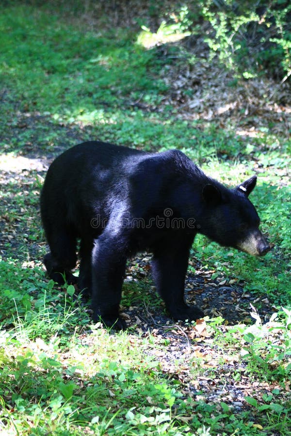 Schwarzer Bär, der einen Spaziergangs-Land-Weg herunternimmt stockfoto Schwarzer Bär, der einen Spaziergangs-Land-Weg herunternimmt stockfoto