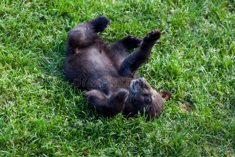 Schwarzer Bär des Schätzchens stockbild Schwarzer Bär des Schätzchens stockbild