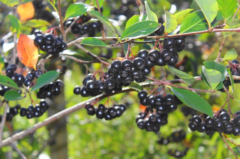 Schwarzer Chokeberry Bush im Sommer im Garten lizenzfreies stockbild Schwarzer Chokeberry Bush im Sommer im Garten lizenzfreies stockbild