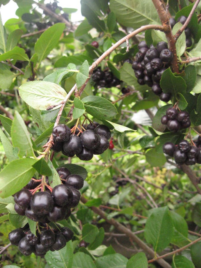 Schwarzer Chokeberry, der im Garten wächst Aronia-melanocarpa, schwarzer Chokeberry stockfotografie Schwarzer Chokeberry, der im Garten wächst Aronia-melanocarpa, schwarzer Chokeberry stockfotografie