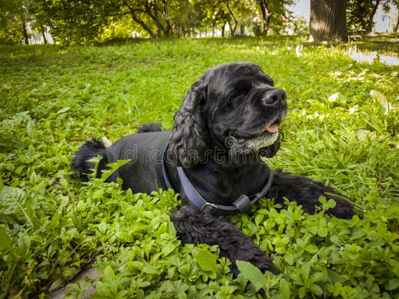 Schwarze Cocker Spaniel-Welpenläufe Im Schnee Stockfoto - Bild von kind