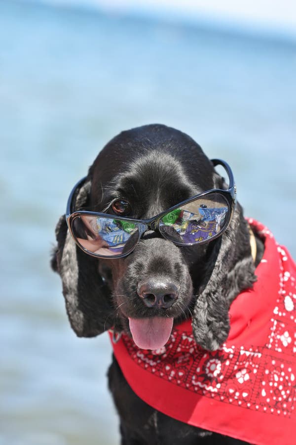 Schwarzer Spanielhund Auf Fensterleiste Stockfoto - Bild von