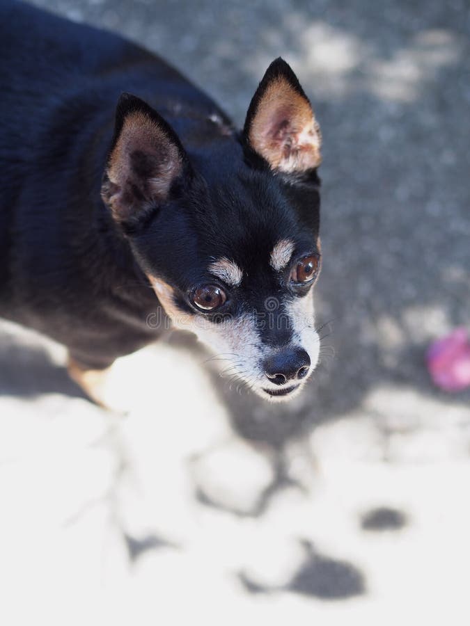 Schwarzer Fetter Zwergpinscher Archivbilder - Abgabe des Download-79