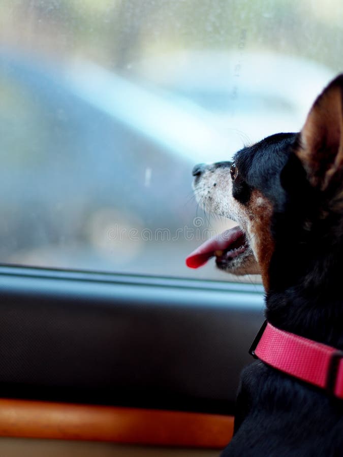 Schwarzer Fetter Zwergpinscher Archivbilder - Abgabe des Download-79