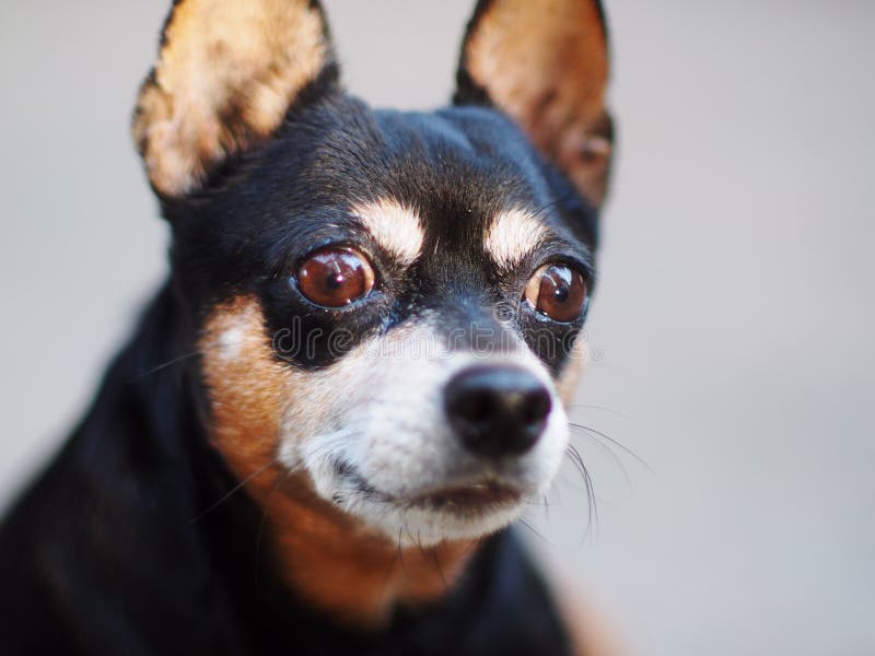 Schwarzer Fetter Zwergpinscher Stockfoto - Bild von fetter