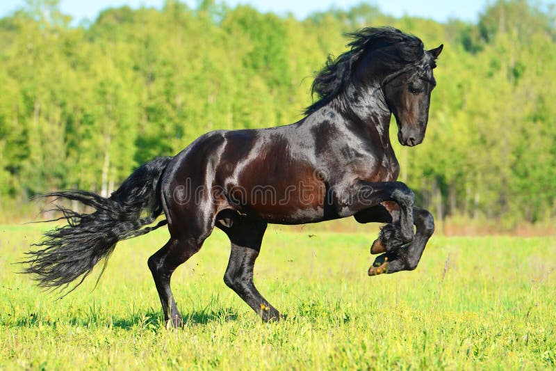Schwarzer friesischer Pferdelaufgalopp in der Freiheit lizenzfreie stockfotos Schwarzer friesischer Pferdelaufgalopp in der Freiheit lizenzfreie stockfotos