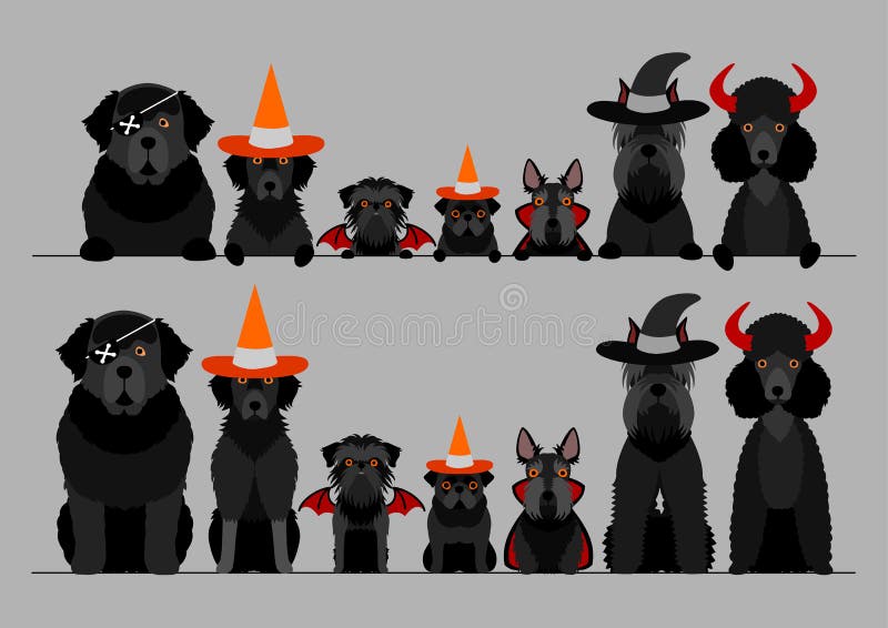 Set of border black dogs with Halloween costumes, sitting in front on gray. Set of border black dogs with Halloween costumes, sitting in front on gray.