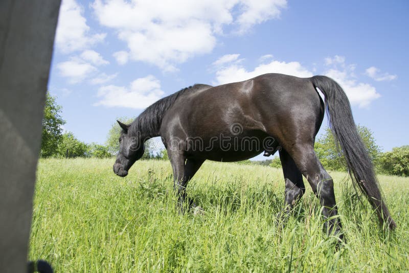 Schwarzer Hengst auf grüner Wiese stockfotos Schwarzer Hengst auf grüner Wiese stockfotos