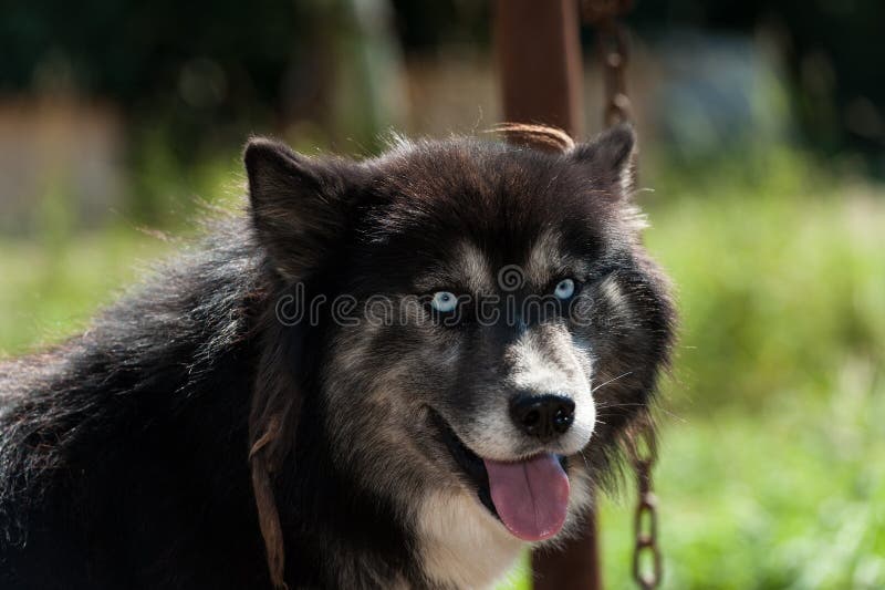 Schwarzer Hund Mit Blauen Augen / owalo design Graue Hunde Mit Blauen