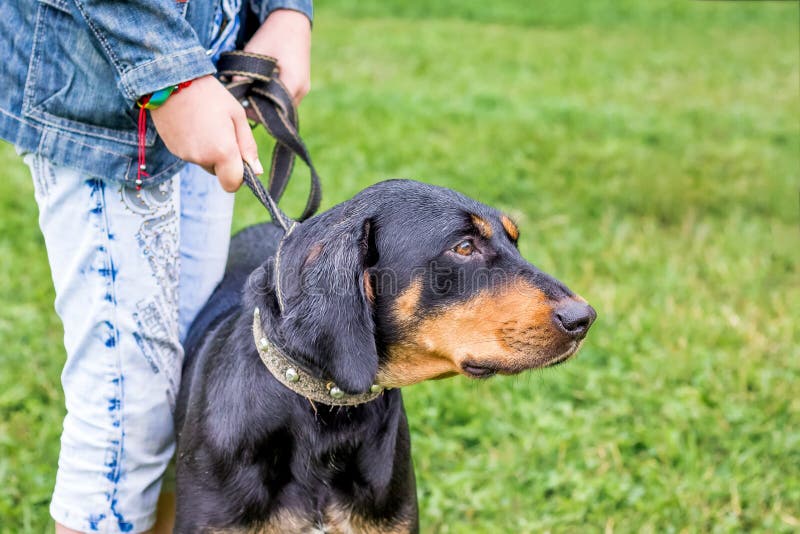 Gebirgsjagdhund Vom Baveria Stockfoto Bild von bayerisch, haustier
