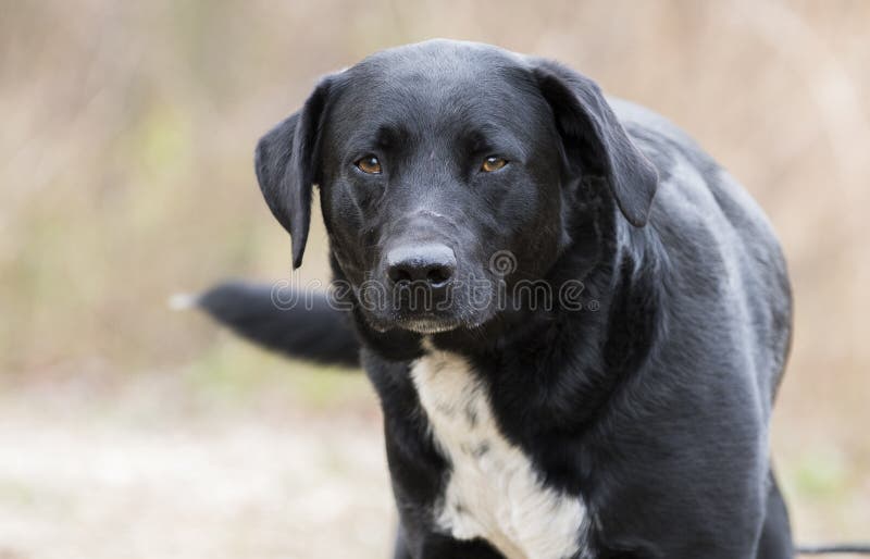 88+ Black Labrador Border Collie Mix