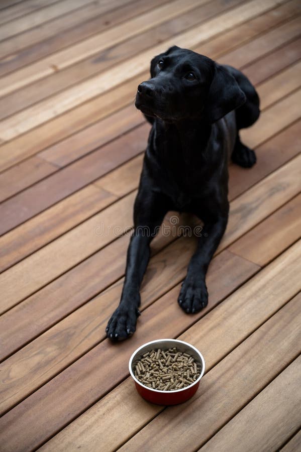 Schwarzer Labrador Retriever, der von einer lebensmittelvollen Schüssel liegt stockfotos