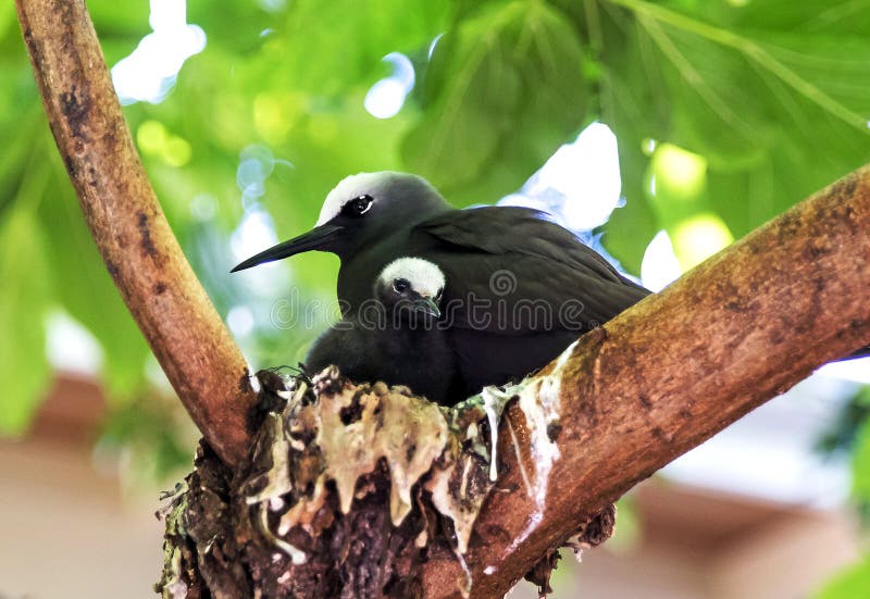 Schwarzer Noddyvogel mit Küken stockbilder Schwarzer Noddyvogel mit Küken stockbilder