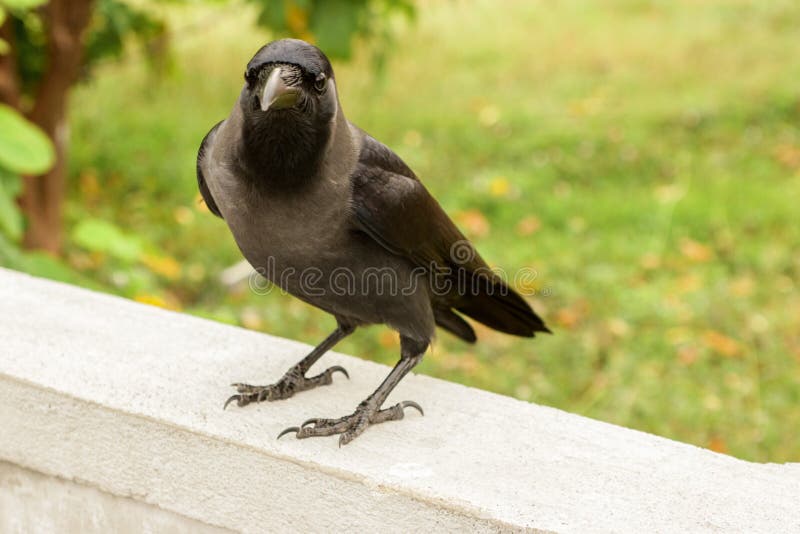 Schwarzer Rabe auf einem weißen Steinzaun lizenzfreies stockbild Schwarzer Rabe auf einem weißen Steinzaun lizenzfreies stockbild