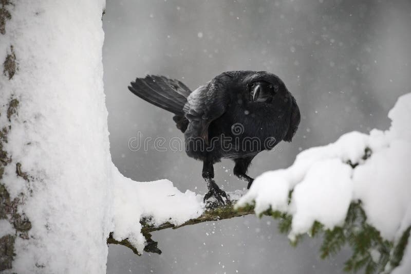 Schwarzer Rabe, der auf dem Schneebaum während des Winters sitzt lizenzfreie stockfotos Schwarzer Rabe, der auf dem Schneebaum während des Winters sitzt lizenzfreie stockfotos