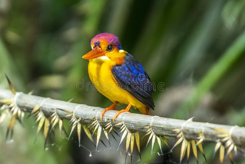 Schwarzer Riesenfischer. Viet Nam Bird lizenzfreie stockfotos