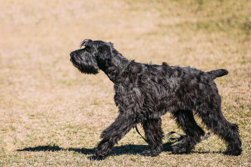 Schwarzer Riesenschnauzer Oder RiesenschnauzerHund Stockbild Bild