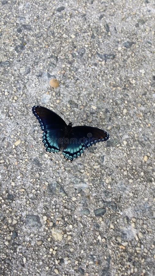 Schwarzer Schmetterling stockfotos Schwarzer Schmetterling stockfotos