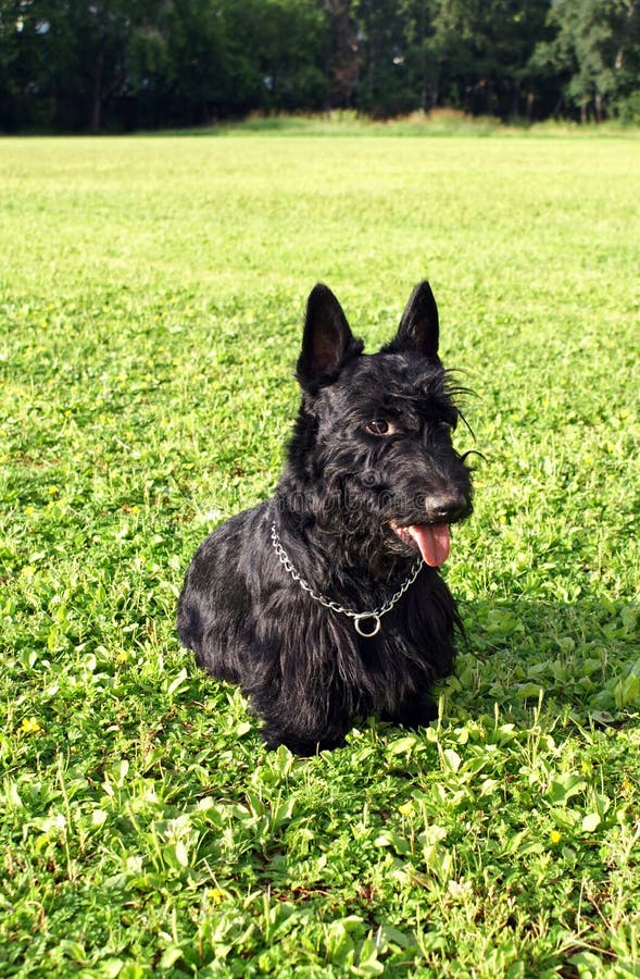 Schottischer Terrier 08 stockbild. Bild von hund, nett 2171235