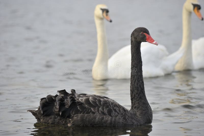 Schwarzer Schwan stockbild Schwarzer Schwan stockbild