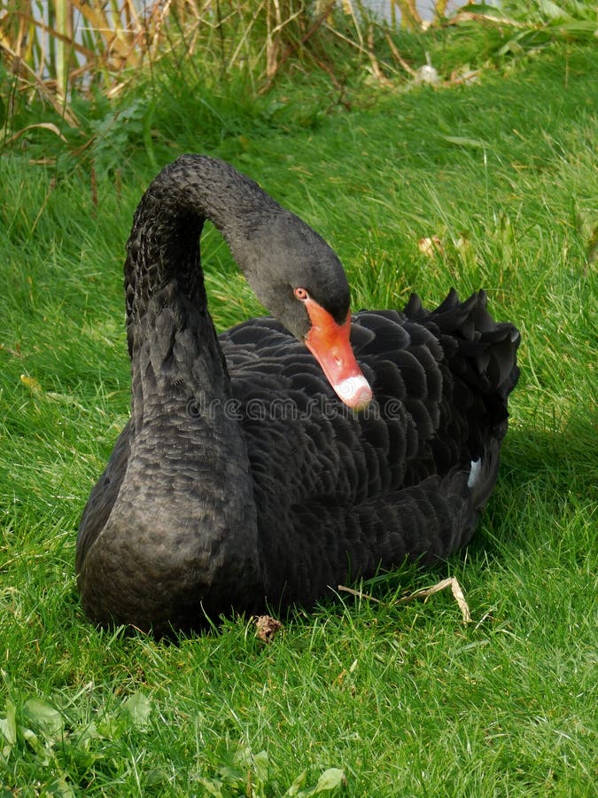 Schwarzer Schwan Fauna Vogel Wasser Vogel Bild Bild