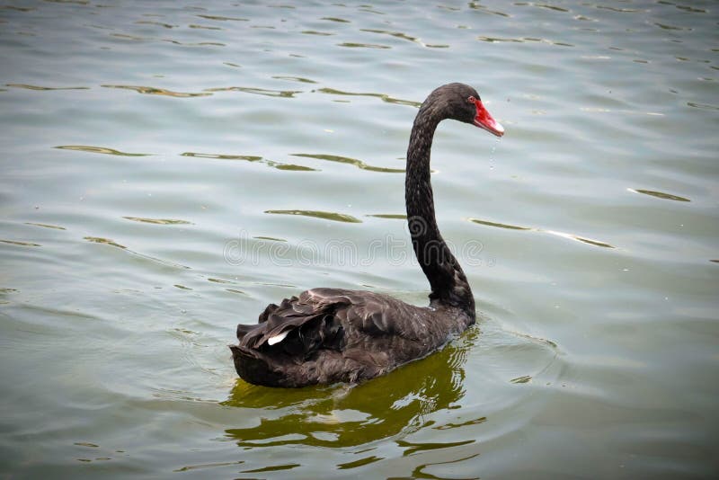 Schwarzer Schwan isst lizenzfreies stockbild Schwarzer Schwan isst lizenzfreies stockbild