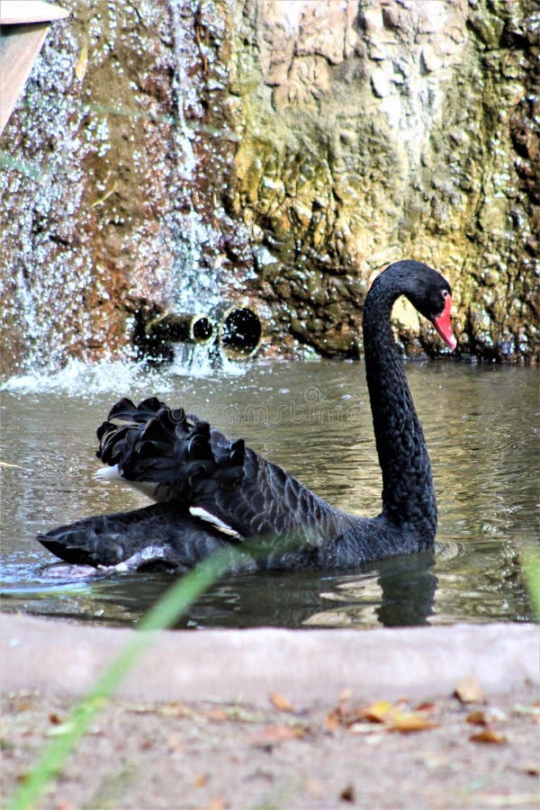 Schwarzer Schwan am Phoenix-Zoo in Phoenix, Arizona in den Vereinigten Staaten lizenzfreies stockfoto Schwarzer Schwan am Phoenix-Zoo in Phoenix, Arizona in den Vereinigten Staaten lizenzfreies stockfoto