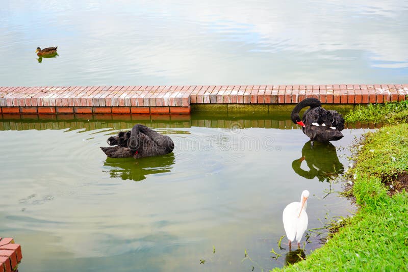 Black Swan is cleaning the leather in Lake Morton at city center of lakeland Florida. Black Swan is cleaning the leather in Lake Morton at city center of lakeland Florida