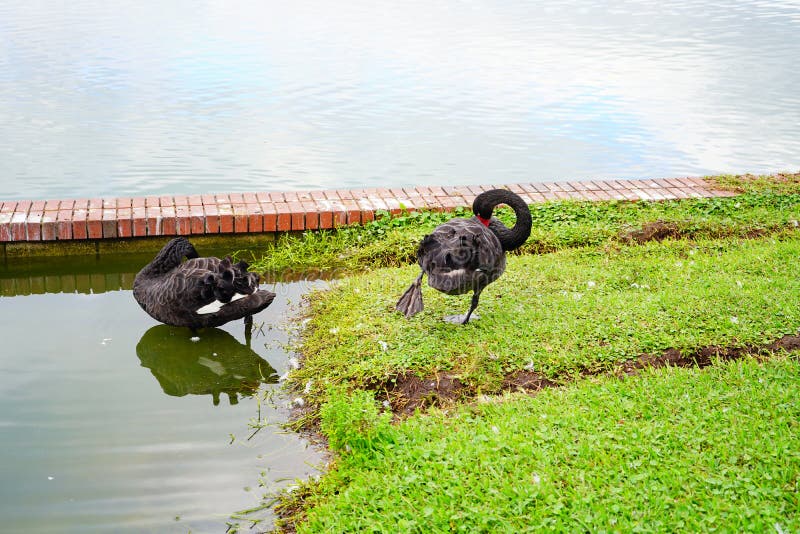 Black Swan is cleaning the leather in Lake Morton at city center of lakeland Florida. Black Swan is cleaning the leather in Lake Morton at city center of lakeland Florida